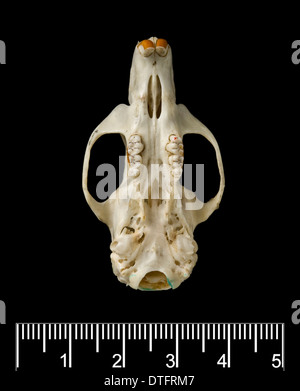 Megalomys luciae, saint lucia giant rice rat (holotype) Stock Photo