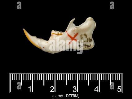 Megalomys luciae, saint lucia giant rice rat (holotype) Stock Photo