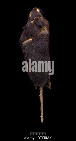 Megalomys luciae, saint lucia giant rice rat (holotype) Stock Photo