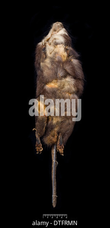 Megalomys luciae, saint lucia giant rice rat (holotype) Stock Photo