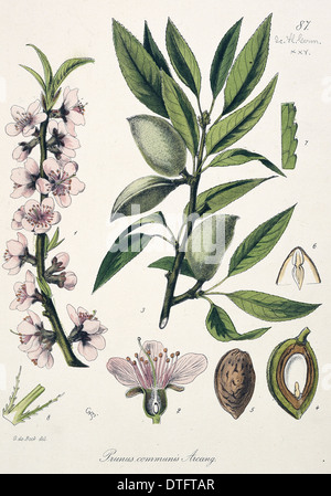 Prunus communis, almond Stock Photo