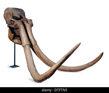 Mammuthus trogontherii, steppe mammoth Stock Photo