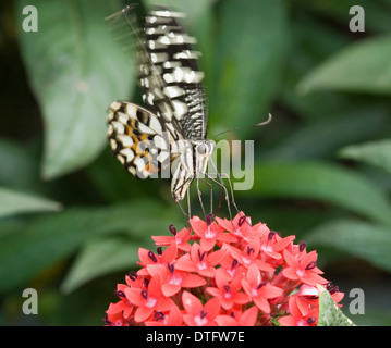 Papilio demoleus, Lime butterfly Stock Photo