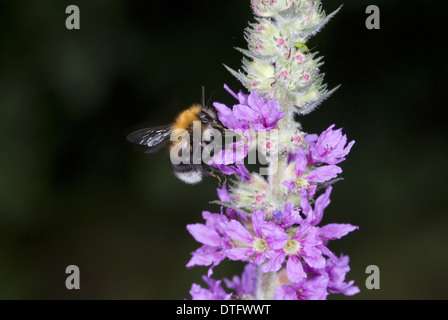 Bombus hypnorum, bumblebee Stock Photo