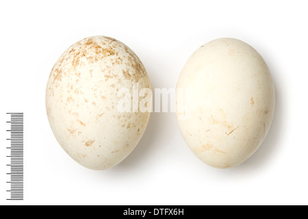 Gyps bengalensis, Indian white rumped vulture eggs Stock Photo