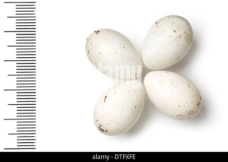Loxia leucoptera, white-winged Crossbill eggs Stock Photo
