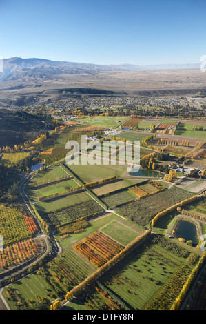 Orchards and Poplar Trees, Earnscleugh, near Alexandra, Central Otago, South Island, New Zealand - aerial Stock Photo