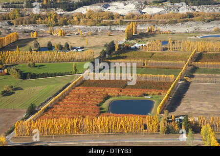 Orchards and Poplar Trees, Earnscleugh, near Alexandra, Central Otago, South Island, New Zealand - aerial Stock Photo