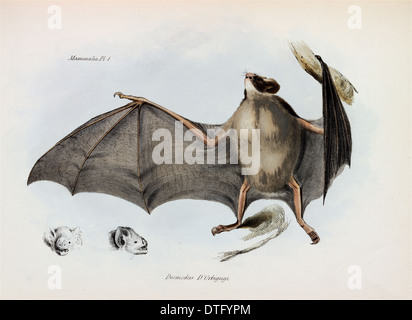Carollia brevicauda, silky short-tailed bat Stock Photo - Alamy