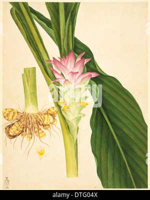 Zingiber officinale, ginger Stock Photo