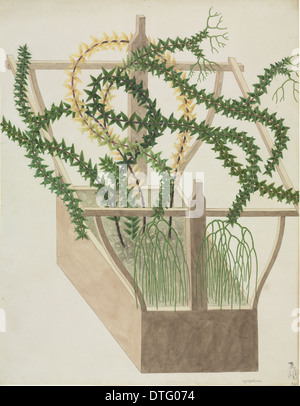 Huperzia phlegmaria, tassel fern Stock Photo