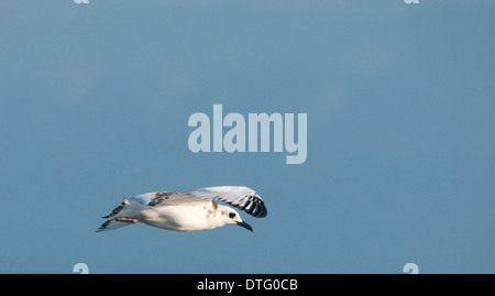 A young  swallow-tailed gull Creagrus furcatus in flight Genovesa Island Galapagos Ecuador South America Stock Photo