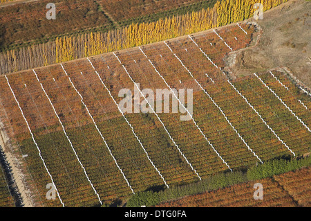 Orchards and Poplar Trees, Earnscleugh, near Alexandra, Central Otago, South Island, New Zealand - aerial Stock Photo