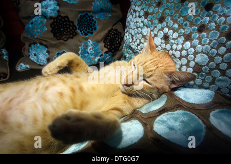 cute ginger cat having a nap on the bed, in black and white Stock Photo ...