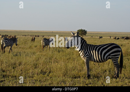 Grant's Zebras (Equus quagga boehmi) Stock Photo