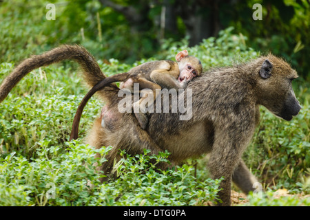 Close up of mother vervet monkey giving baby a ride on her back thru jungle of Botswana. Stock Photo