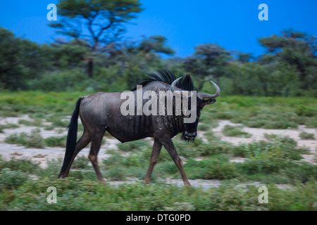 Close up of blue wildebeest also known as a brindled gnu in its natural grassland habitat in Etosha National Park,  Namibia,  Africa, Stock Photo