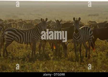 Grant's Zebras (Equus quagga boehmi) backlit Stock Photo