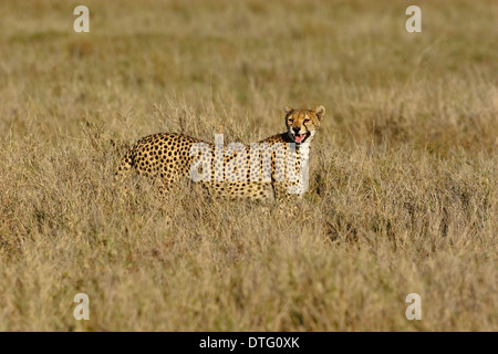 Cheetah (Acinonyx jubatus) walking in grass and calling Stock Photo