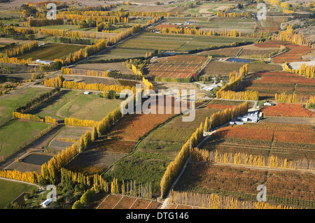 Orchards and Poplar Trees, Earnscleugh, near Alexandra, Central Otago, South Island, New Zealand - aerial Stock Photo