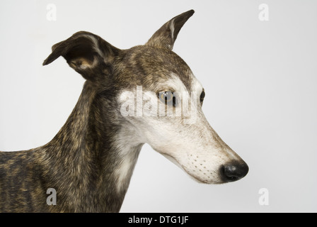 Ballyregan Bob, greyhound Stock Photo