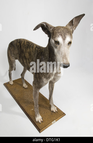 Ballyregan Bob, greyhound Stock Photo