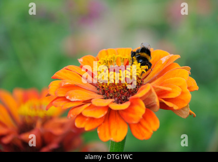 Bumblebee on the orange flower of zinnia Stock Photo