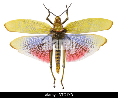 Phymateus morbillosus, common milkweed locust Stock Photo