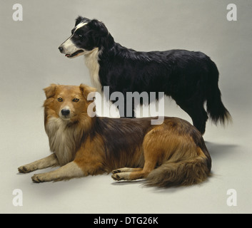 Canis lupus familiaris, dog Stock Photo