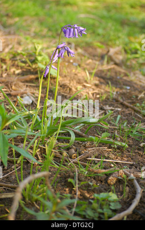 A solitary bluebell on the bank of the River Clyde at Dalmarnock in Glasgow, Scotland Stock Photo