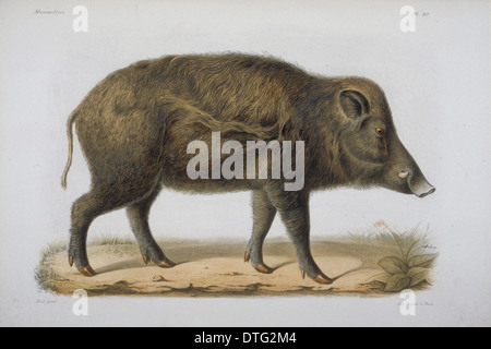 Sus moupinensis, wild hog Stock Photo