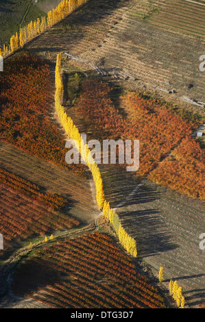 Orchard and Poplar Trees, Earnscleugh, near Alexandra, Central Otago, South Island, New Zealand - aerial Stock Photo