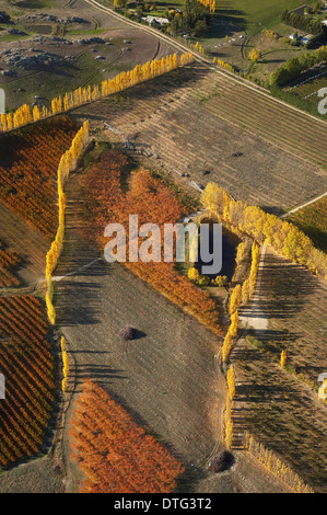 Orchard and Poplar Trees, Earnscleugh, near Alexandra, Central Otago, South Island, New Zealand - aerial Stock Photo