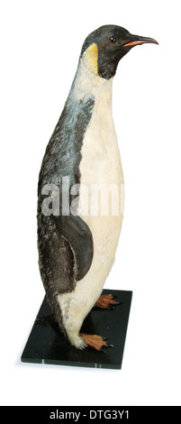 Aptenodytes fosteri, emperor penguin Stock Photo