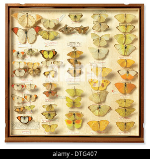 Drawer from Insect Collection of Sir Joseph Banks (1743 - 1820) Stock Photo