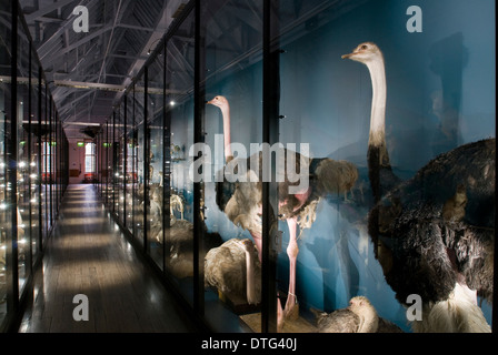 The Natural History Museum at Tring Stock Photo