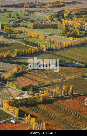 Orchards and Poplar Trees, Earnscleugh, near Alexandra, Central Otago, South Island, New Zealand - aerial Stock Photo