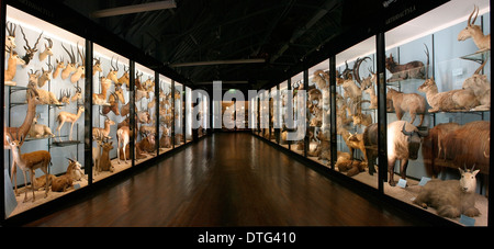 The Natural History Museum at Tring Stock Photo