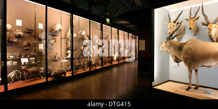 The Natural History Museum at Tring Stock Photo