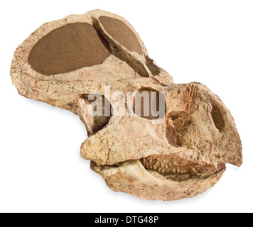 Protocaratops skull from Mongolia Stock Photo