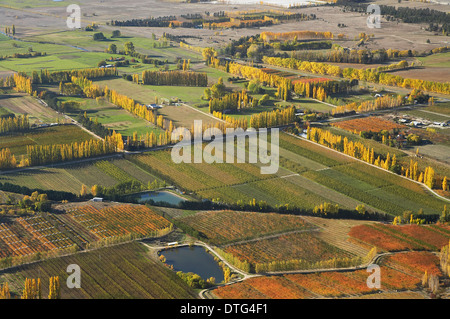 Orchards and Poplar Trees, Earnscleugh, near Alexandra, Central Otago, South Island, New Zealand - aerial Stock Photo