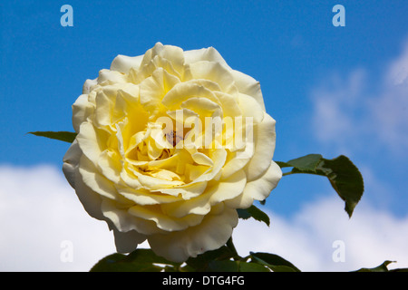 Closeup of pale yellow rose against blue sky and clouds Stock Photo
