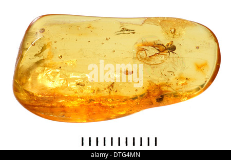 Pseudoscorpion in Baltic amber Stock Photo