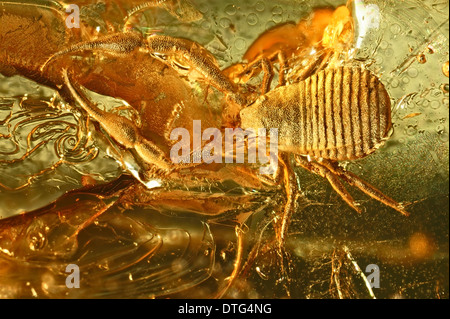 Pseudoscorpion in Baltic amber Stock Photo