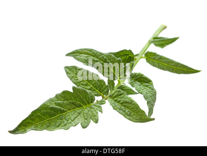 Tomato leaf closeup isolated on white Stock Photo