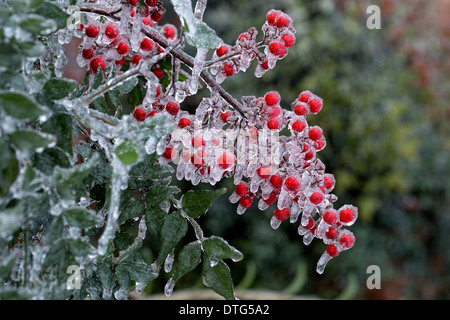 Nandina Covered in Ice after Texas winter storm Stock Photo