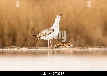 Juvenile (second winter) Yellow-legged Gull (Larus michahellis) calling on the edge of a lake beside a fish carcass Stock Photo