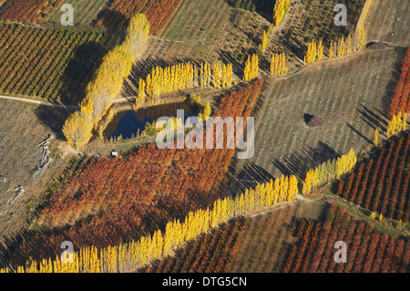 Orchard and Poplar Trees, Earnscleugh, near Alexandra, Central Otago, South Island, New Zealand - aerial Stock Photo