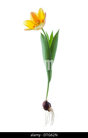 dwarf yellow tulip Stock Photo