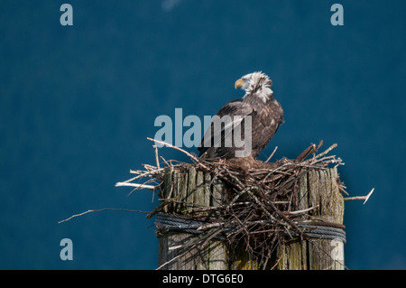 A bald eagle (Haliaeetus leucocephalus) perched at the Harrison River, BC, in search of food, probably spawning salmon. Stock Photo